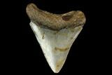 Fossil Megalodon Tooth - North Carolina #130077-1